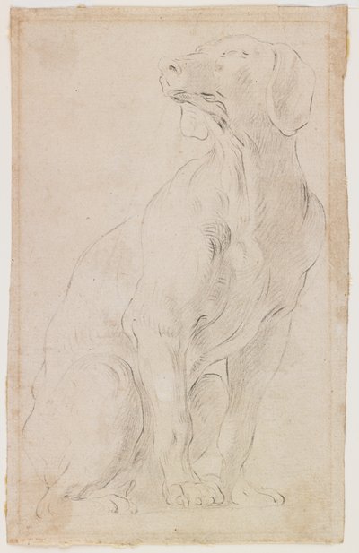 Sitzender Hund, 1710-15 von Francesco Solimena